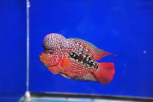 罗汉鱼风水作用大吗,风水中罗汉鱼价格