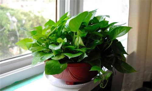 万年青：旺宅旺财，  叶越巨大越优良