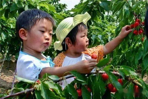三、 亲子采摘，共享美好时光