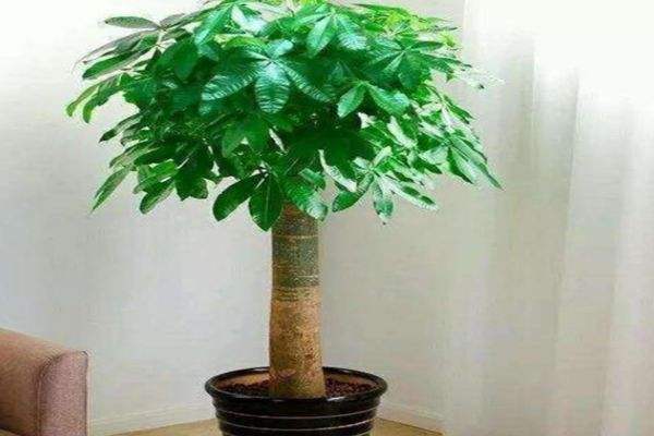 惯与发财树的摆放位置