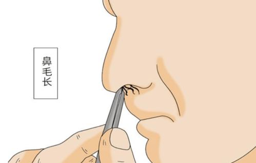 一、 鼻毛与十二生肖的奇妙连线