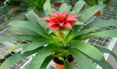 绿植选不好，钞票跑光光？2026年最邪门招财植物大揭秘！