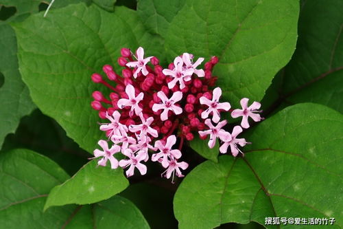 蒴字取名是凶还是吉？这个名字寓意是吉祥还是不祥？