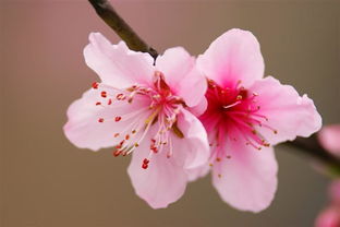 我的八字里有两个正缘桃花，桃花位有三个，这是怎么回事呢？