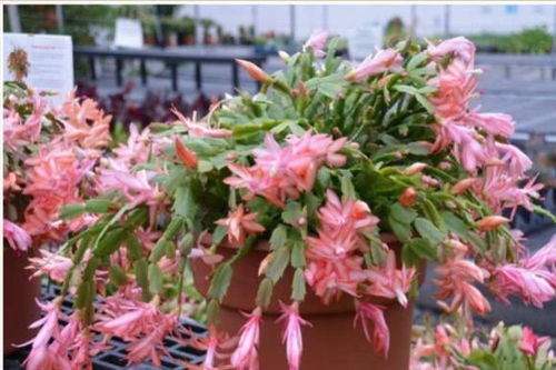 五爪龙有什么讲究,风水考察钟山五爪龙