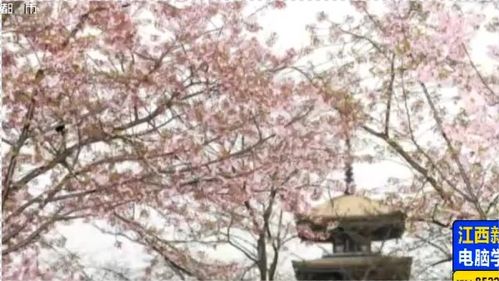 东湖樱花节：春天的盛宴