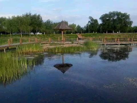 南湖湿地公园：水生植物的王国