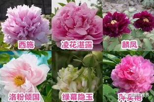 H3标签乱了不管了继续写洛阳.