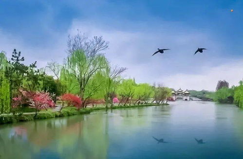 兴化油菜花海，金色花潮，还是水上迷宫？