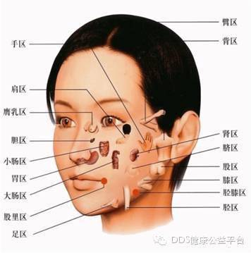 微整形面部53个部位,微整面相学的专业术语
