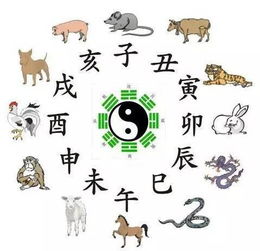 女命中的寅卯分别代表什么含义和象征？