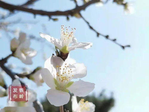 6. 春日花开：桃花与柳絮交织成诗