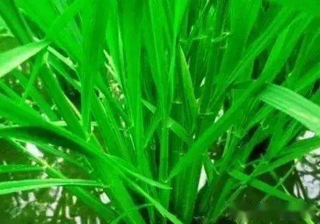 农村大米种植风水禁忌是什么,农村大米种植风水禁忌