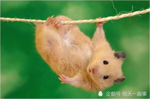 1996年属鼠的人不知道具体出生时间，算命结果会受影响吗？