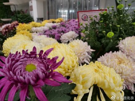 全球鲜花港:菊花开成海,人挤成人墙