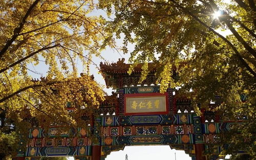 午后阳光下的京城漫步