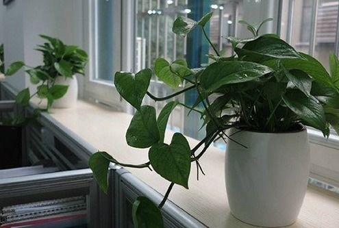 办公室绿植玄学大乱炖：2026年打工人自救指南