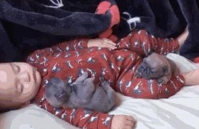 第三次梦——虎爪抓住了我的心脏