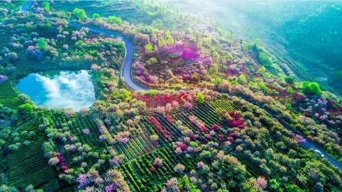 上隆茶果园：一片绿洲