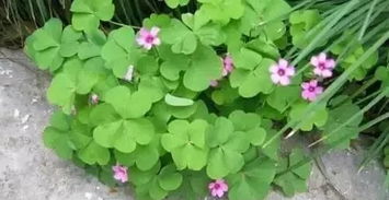 第一种， 绣绣花