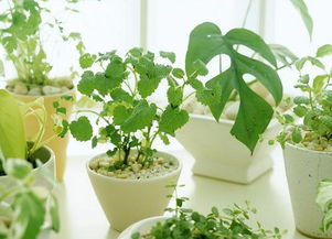 五行流转与植物选择的奥秘