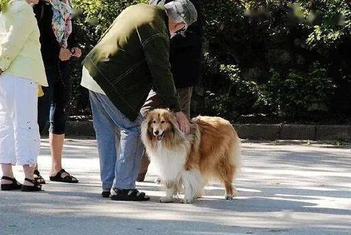 狗进家里是什么预兆