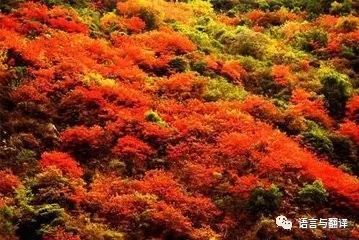 红叶季：秋天不只是有海