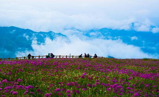 走进韭菜花海， 邂逅浪漫春天