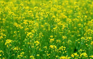 10月领证结婚吉日和10月结婚最佳吉日分别是哪一天？