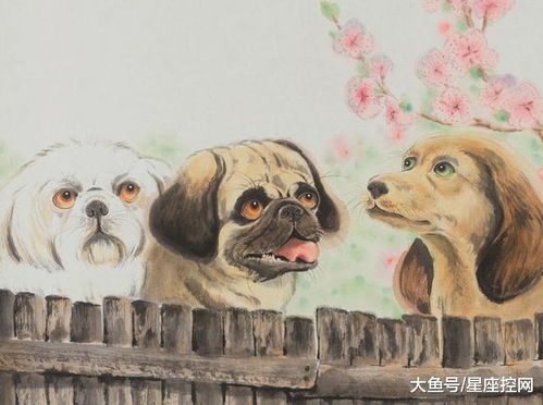 生肖狗的性格与噪音