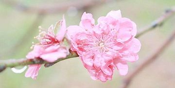 关于“桃花”和“良缘”那些事儿…