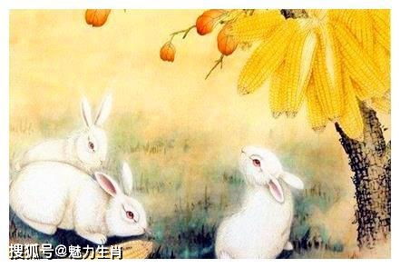 四、 属兔的温柔派——跳出舒适圈才能见彩虹