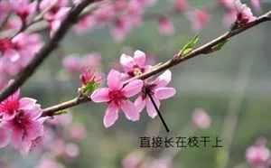 海棠此女命犯桃花，背后是否隐藏着复杂的情感纠葛与命运之谜？