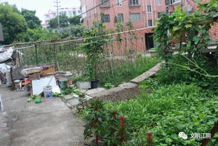 菜市北街社区深度游：一场荒诞不经的都市历险记
