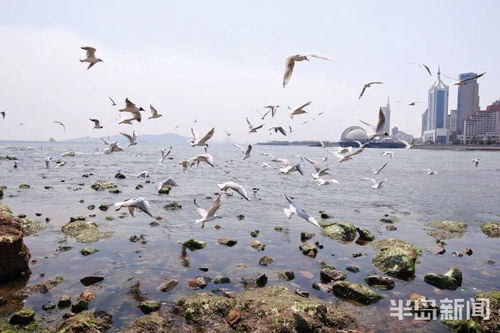 栈桥边的海鸥， 真的是太能抢了
