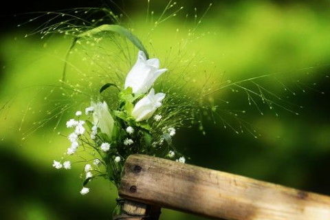 五、 “草木鱼”系列命名案例解析