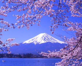 8500块玩转日本？真相太扎心！