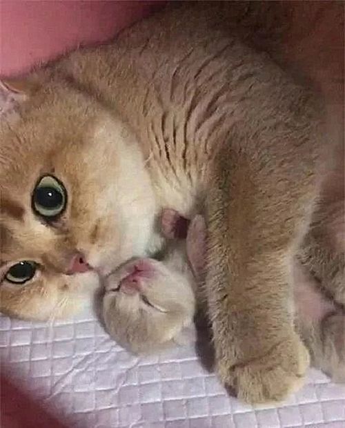 猫生之前有什么预兆(具体)