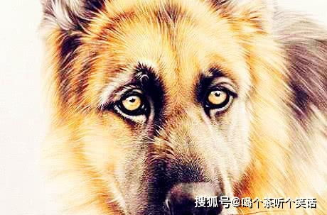 属狗男士2026年婚姻运势如何，那一年适合结婚吗？