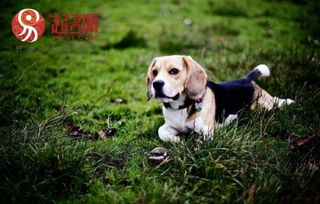 狗狗取名的风水禁忌,狗狗取名大全带寓意