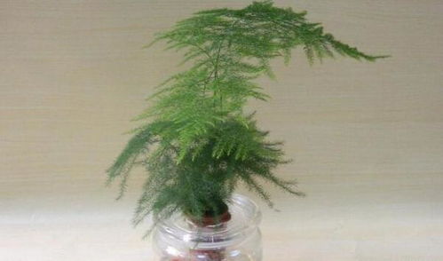 家庭植物风水揭秘：哪些植物旺财又吉祥？