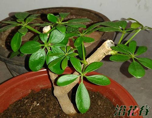 (4-4) 用植物软化气场 —— 大叶绿植或仙人掌皆可