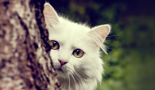 猫的眼睛