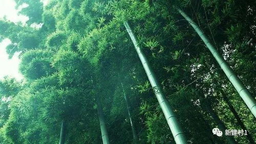 门口有竹林好吗,桂林大门有竹子风水