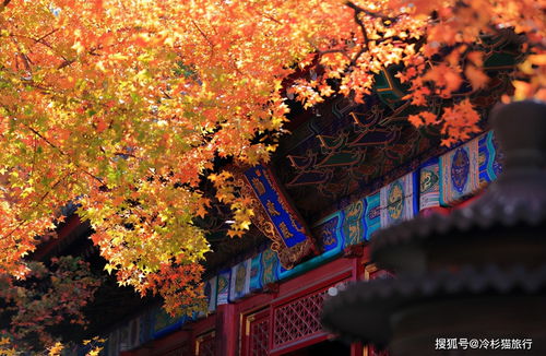 香山——被称为“红叶王国”的地方