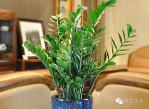 门口种植什么花旺风水,门口种植什么风水植物
