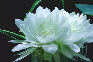 昙花一现的繁荣