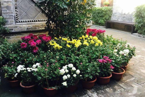 惯与那个让人又爱又恨的菊花展