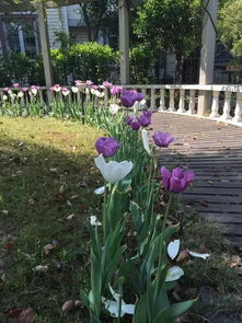 公司院子里种什么花好,公司院内适合种什么花