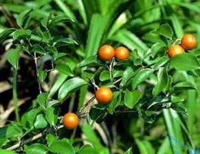 8. 木鳖子（马钱子）